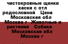 чистокровные щенки хаски с отл.родословной › Цена ­ 1 - Московская обл., Москва г. Животные и растения » Собаки   . Московская обл.,Москва г.